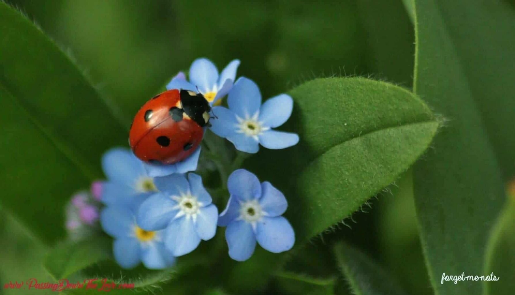 forget-me-nots