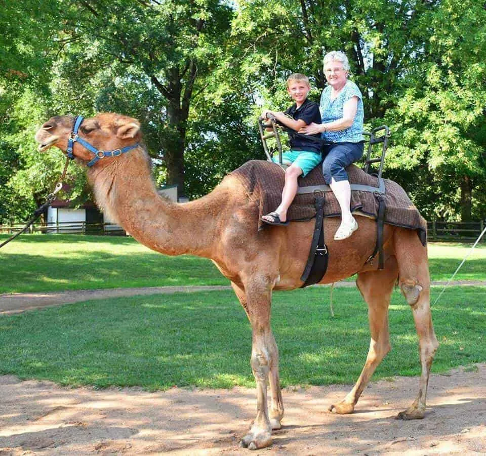 Camel riding at the St. Louis Zoo Fun things to do with kids in St. Louis, MO