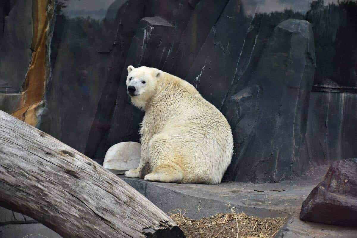 Polar Bear, St. Louis Zoo Fun things to do with kids in St. Louis, MO