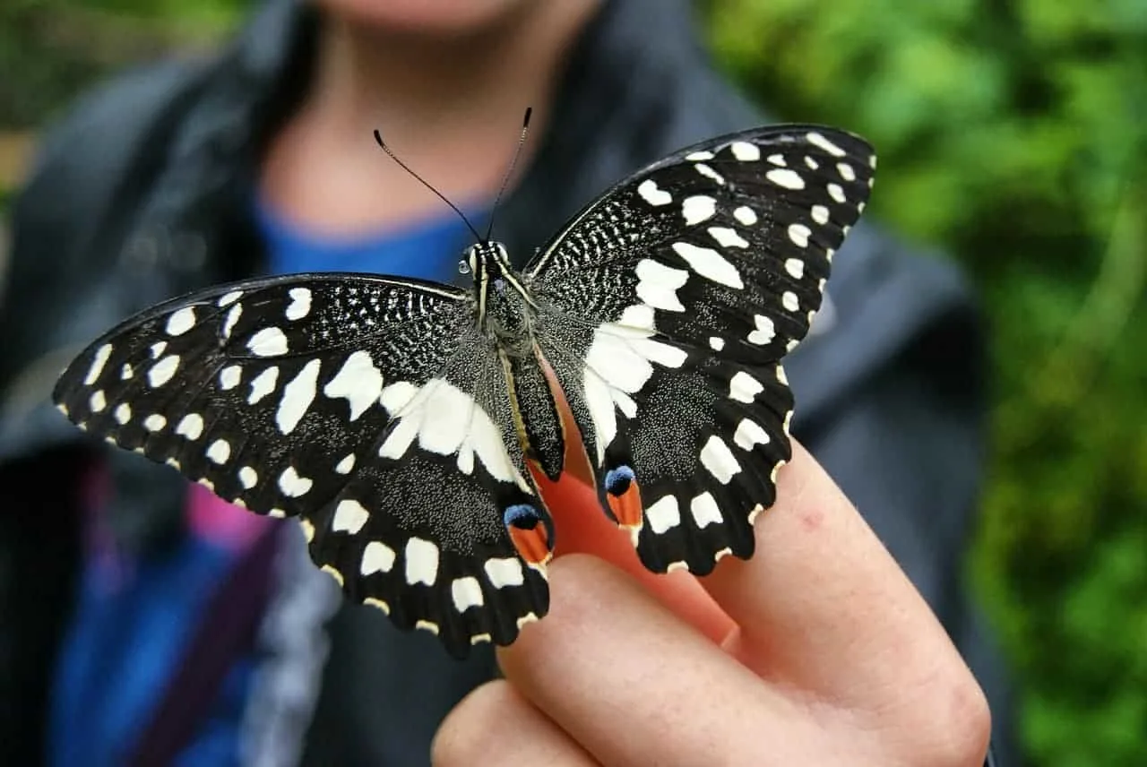 Sachs Butterfly House Butterfly