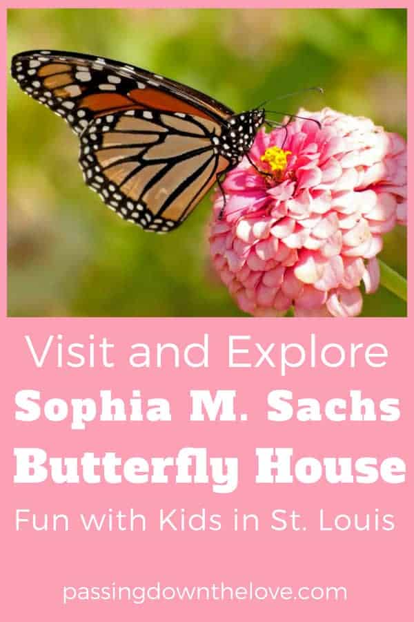 Sachs Butterfly House. Kid Friendly Fun in St. Louis, MO. Here are some fun things to do with kids in St. Louis, MO.