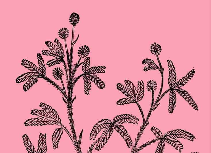 What's a TickleMe Plant? A Fun Surprise!