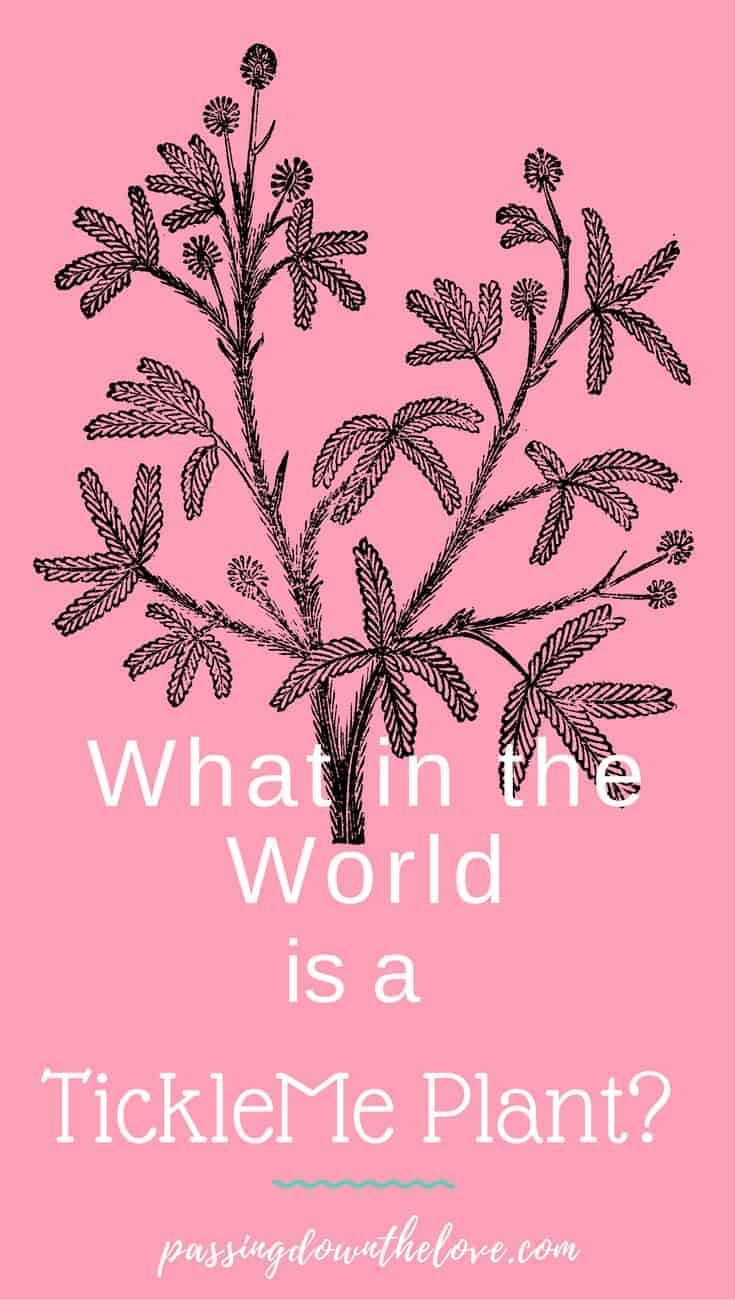 What is a TickleMe Plant? This plant makes a fun gift for any occasion. Watch our progress as we grow one from a kit.