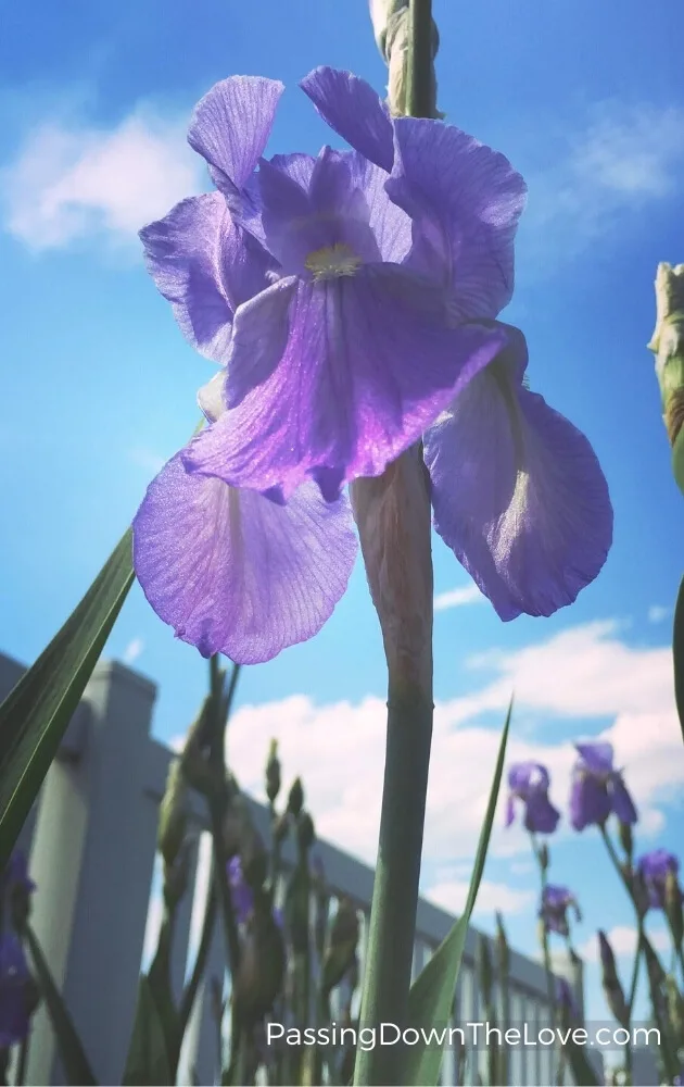 Iris