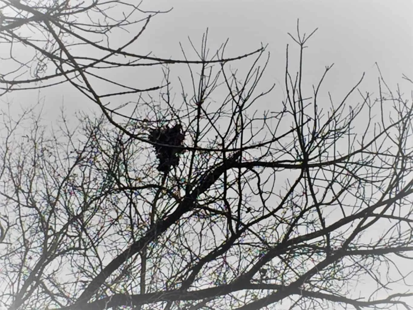 Pass down the love of nature: birds nest