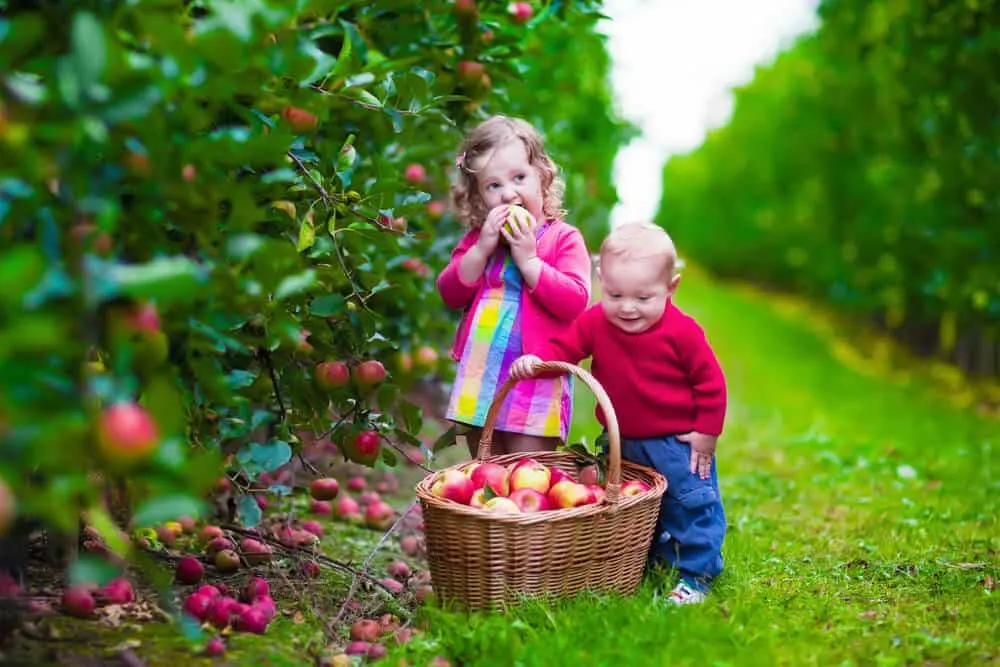 boy and girl picking apples