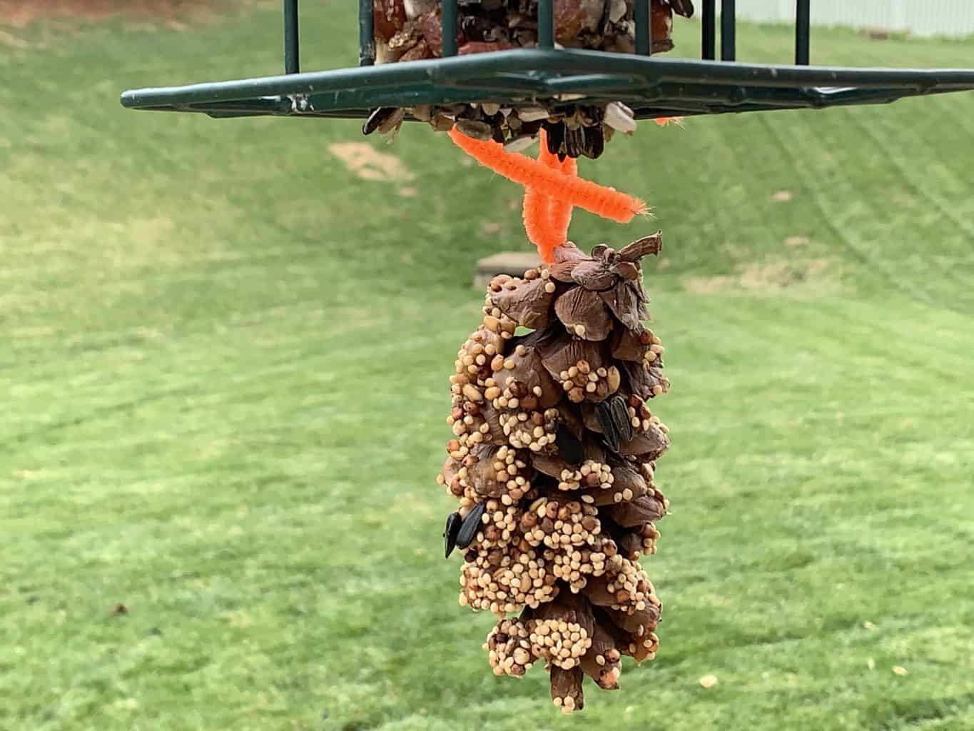 pinecone bird feeder
