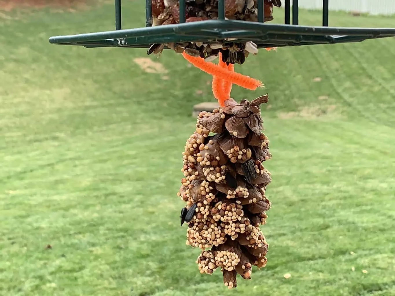 pinecone bird feeder